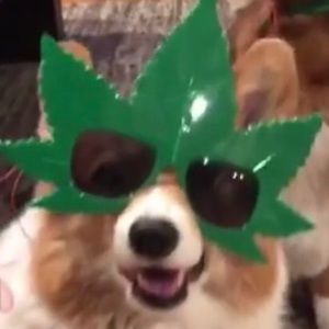 Meet your Posher, Logan